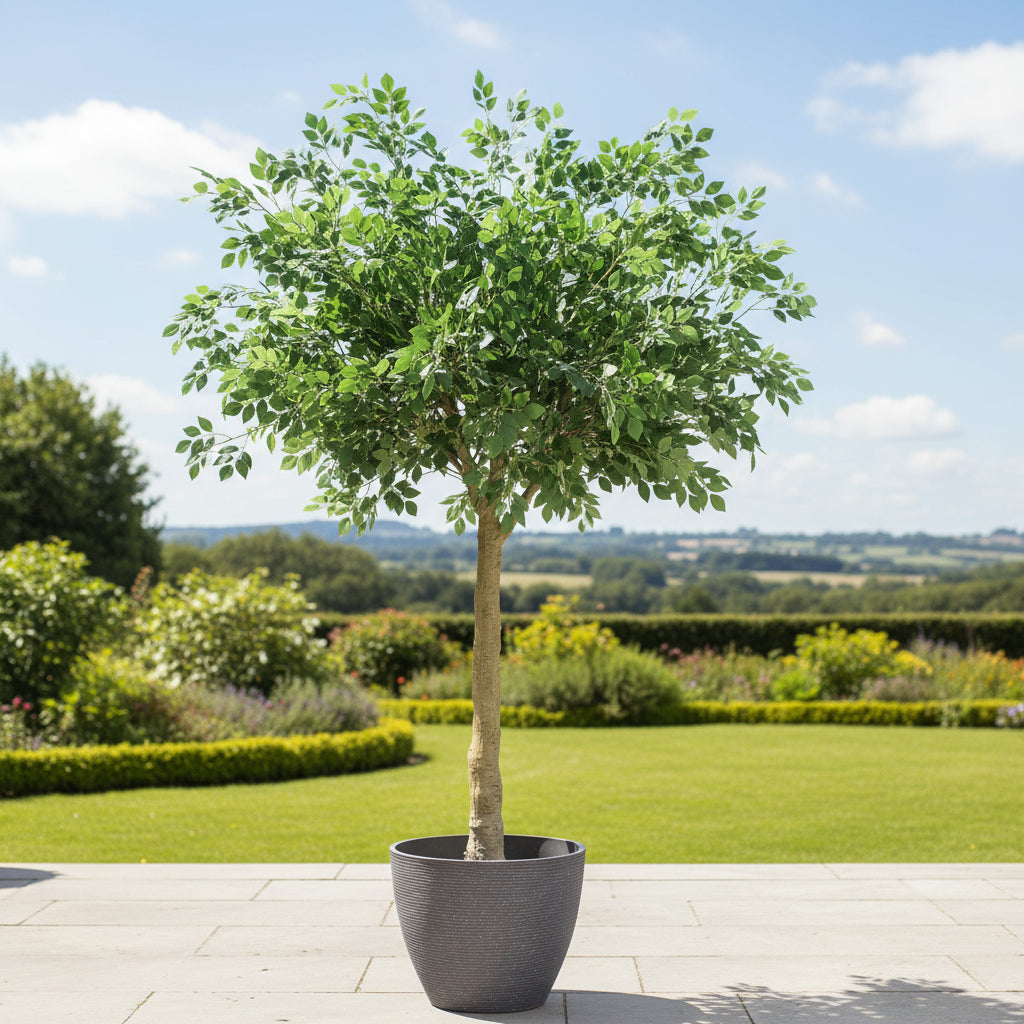 Aavana Greens 8.4 Feet (252 CM) Artificial Plant/Tree for Indoor and Outdoor, Home, Shop, Office, Restaurant Decoration, Pack of 1