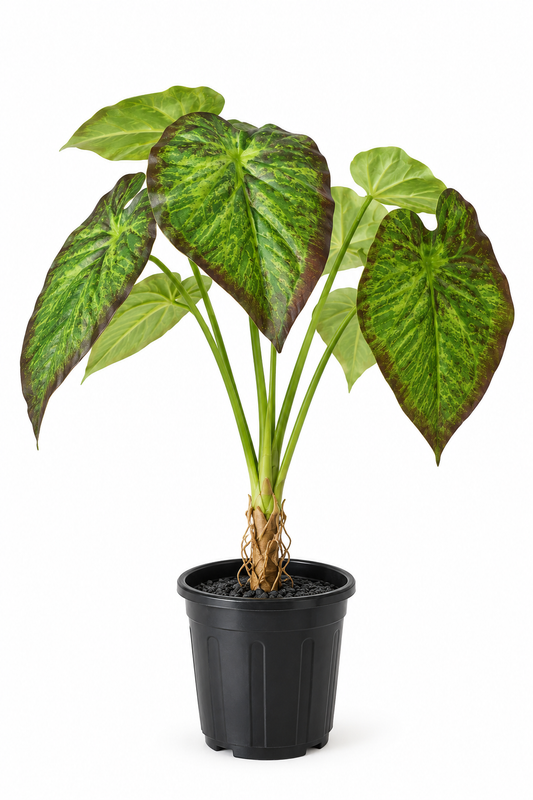 Aavana Greens (70 CM) Artificial Plant for Outdoor & Indoor