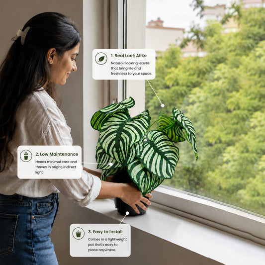 Aavana Greens (45 CM) Artificial Calathea White Fusion Plant