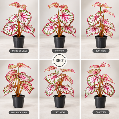 Aavana Greens (55 CM) Artificial Plant for Outdoor & Indoor