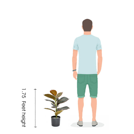 Aavana Greens (47.5 CM) Artificial Ficus Rubber Plant with Pot Pack of 1