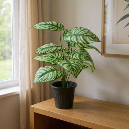 Aavana Greens (45 CM) Artificial Calathea White Fusion Plant