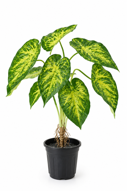 Aavana Greens (70 CM) Artificial Plant for Outdoor & Indoor