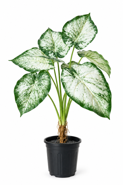 Aavana Greens (70 CM) Artificial Plant for Outdoor & Indoor