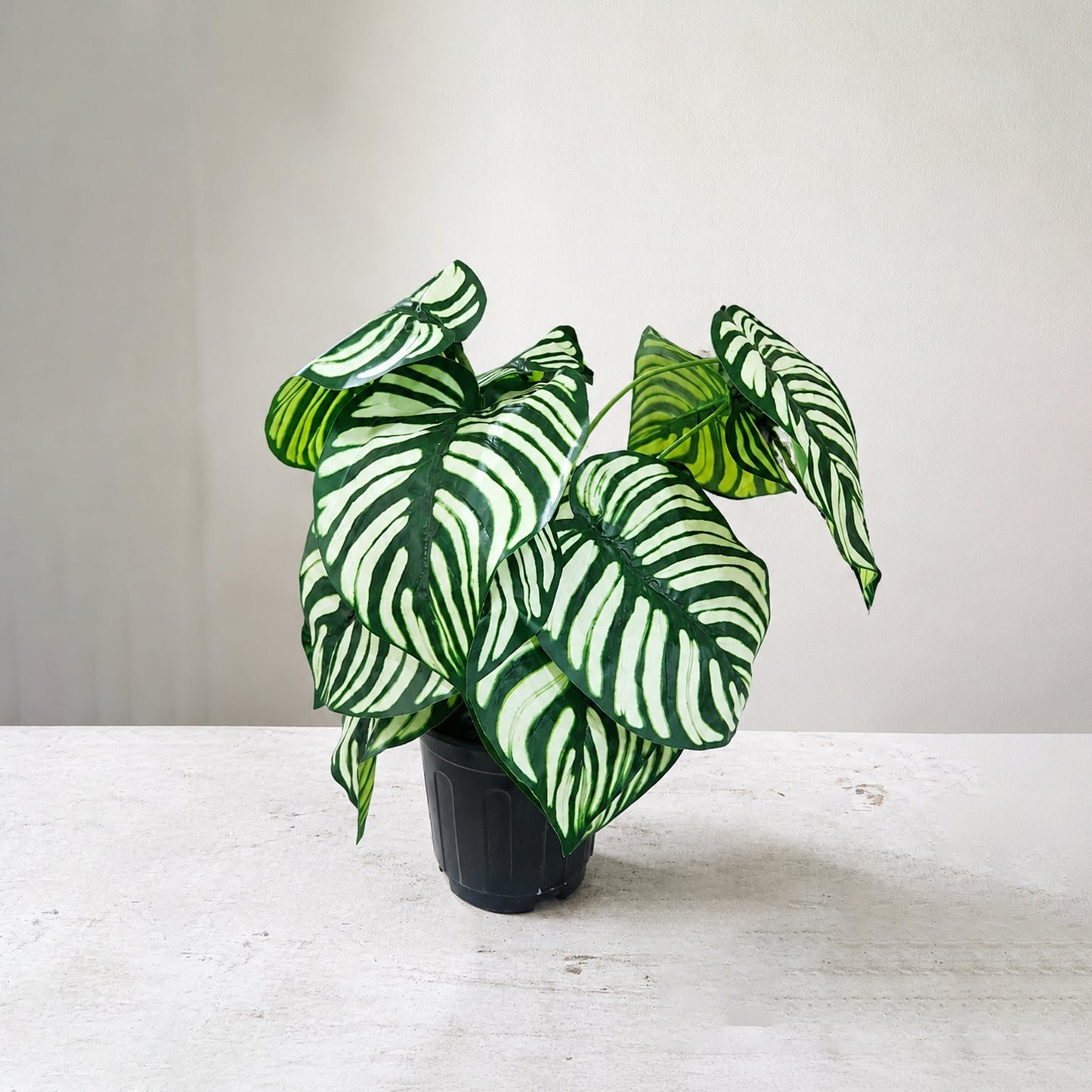 Aavana Greens (45 CM) Artificial Calathea White Fusion Plant