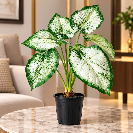Aavana Greens (70 CM) Artificial Plant for Outdoor & Indoor