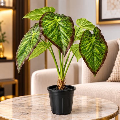 Aavana Greens (70 CM) Artificial Plant for Outdoor & Indoor