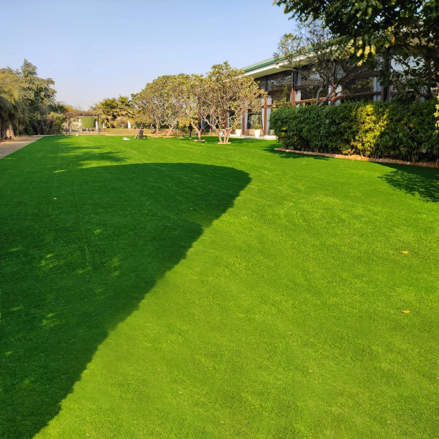 62mm German Mint Double Backing Artificial Grass 6.5 Feet Width PE & PU Material Grass For Indoor And Outdoor Use