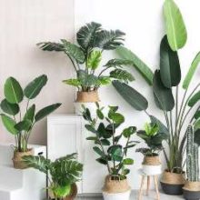 Artificial Plants Decore